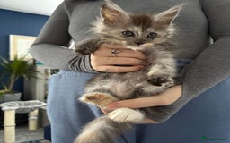 Maine Coon cats for sale: Stunning pedigree mc kitten girl - Image 1