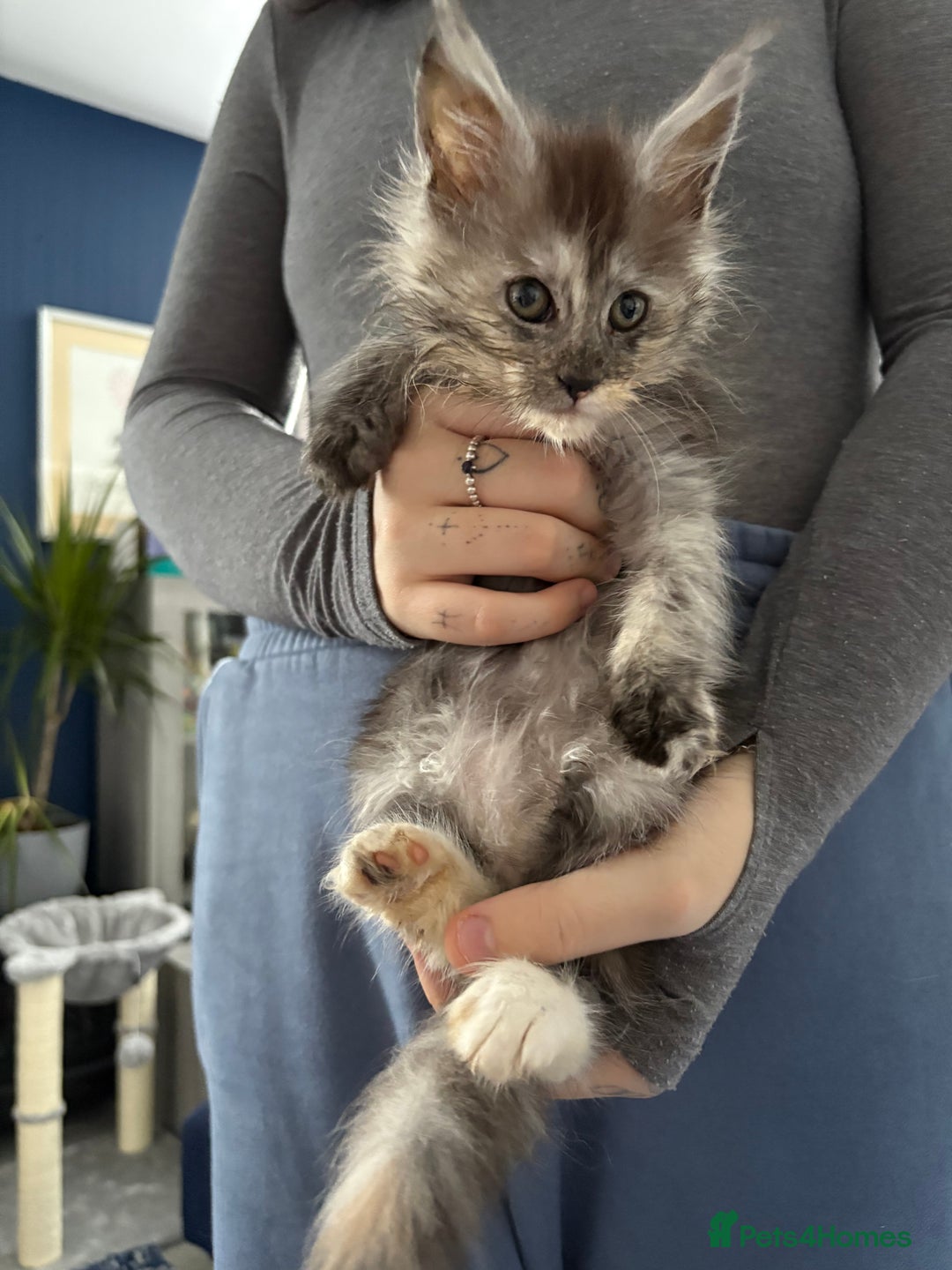 Maine Coon cats for sale: Stunning pedigree mc kitten girl - Image 1