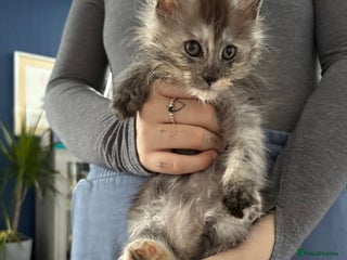 Maine Coon cats - Advert 13