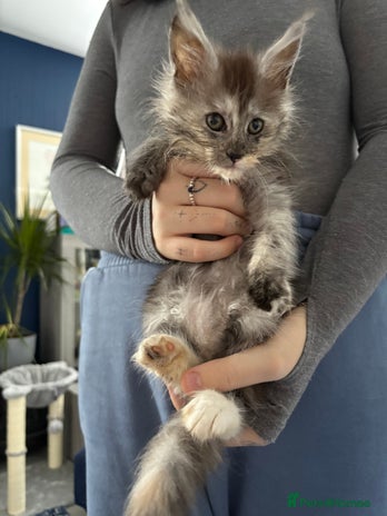 Maine Coon cats - Advert 16
