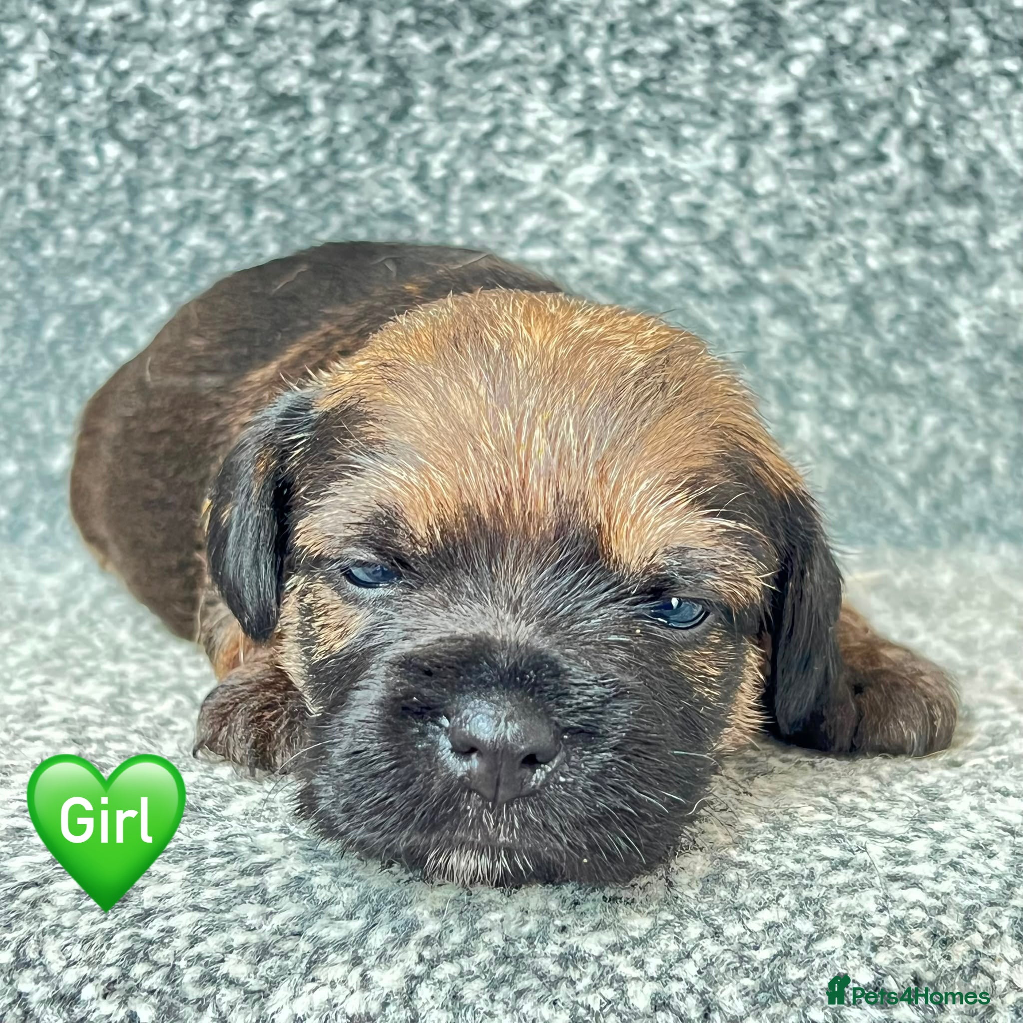 Border Terrier dogs BEAUTIFUL BORDER TERRIER PUPPIES  - Advert 2