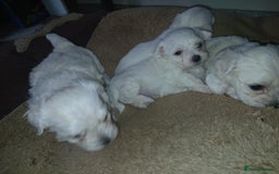 Maltese dogs for sale: Maltese puppies - Image 1