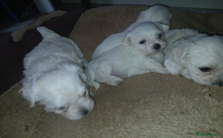 Maltese dogs - Advert 3