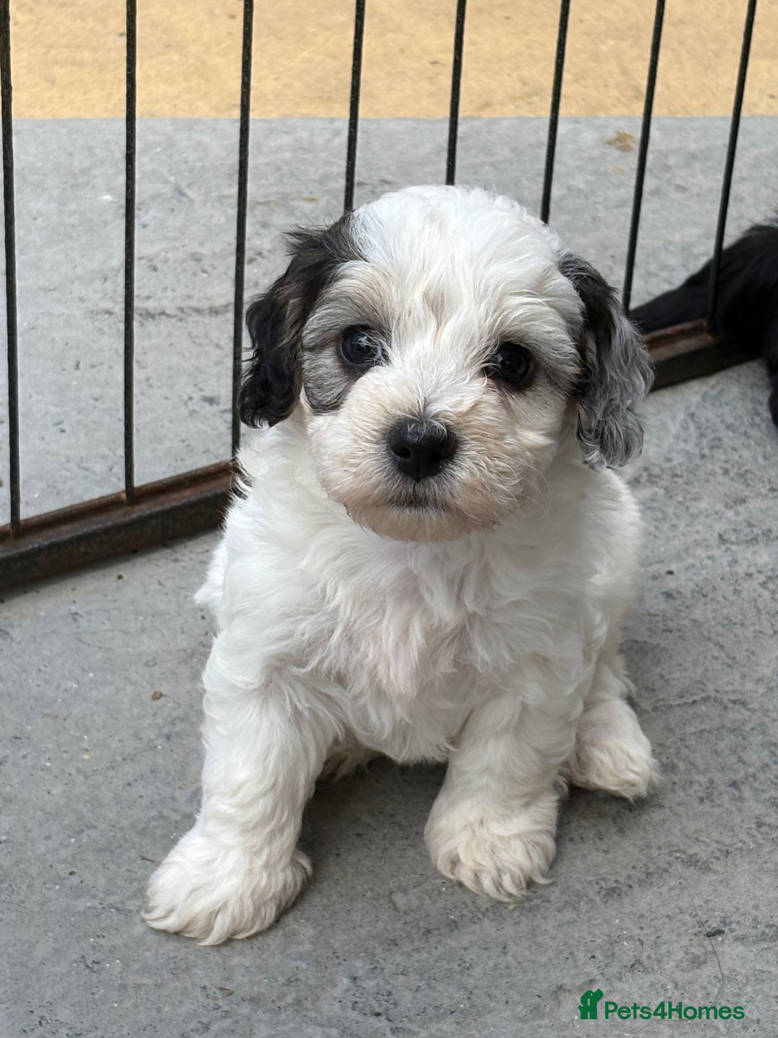 Mixed Breed dogs Cockapoo x Maltese  - Advert 4