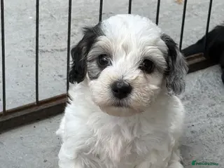 Mixed Breed dogs Cockapoo x Maltese - Advert 4