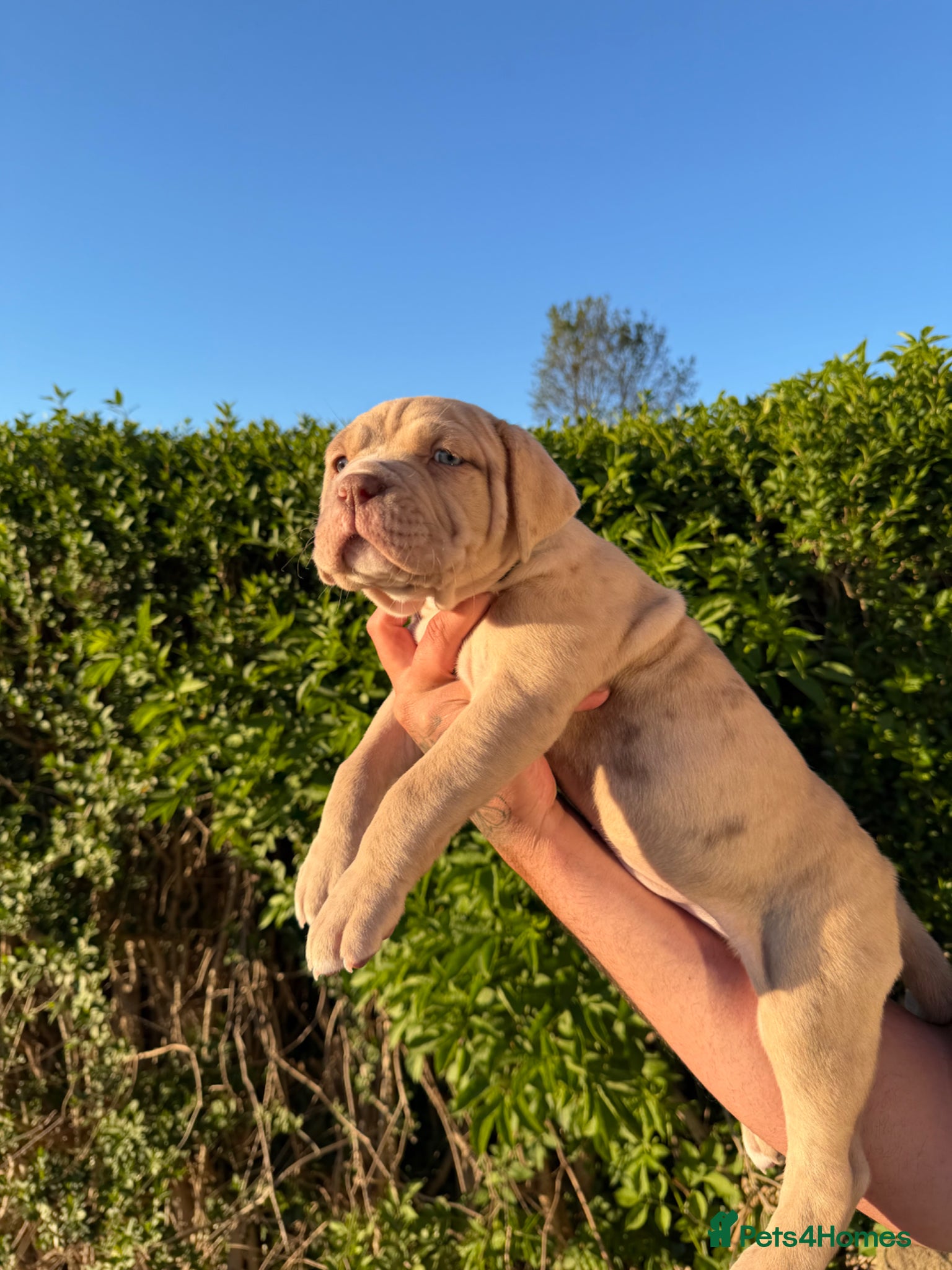 Cane Corso dogs Merle chunky Cane Corso X Bandogge puppies  - Advert 1
