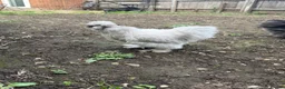 Chickens poultry for sale: Silkie - Advert 2