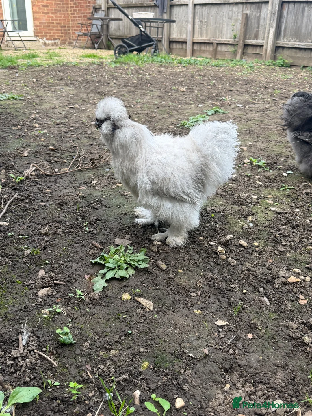 Chickens poultry for sale: Silkie - Advert 2