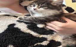 British Longhair cats for sale: Fluffy ginger & black and white kittens - Image 4