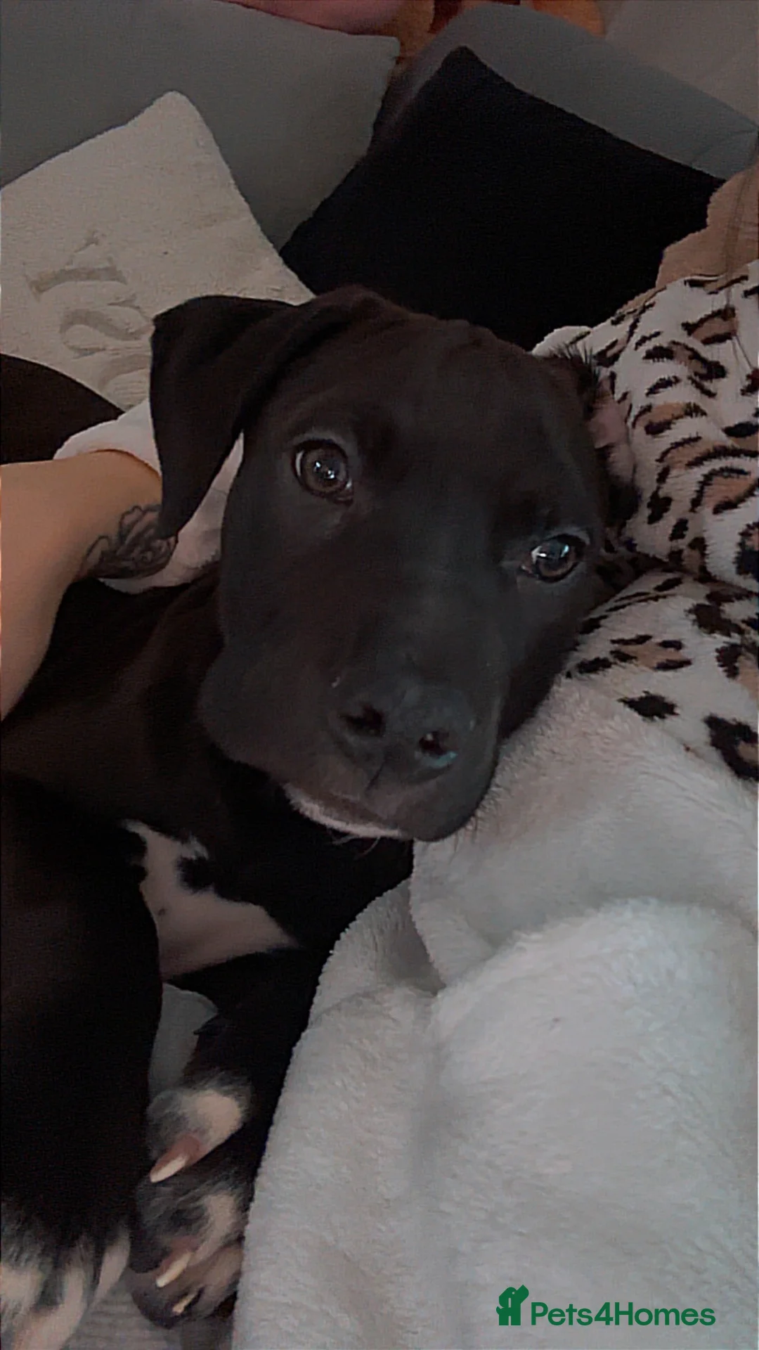 Mixed Breed dogs for sale: Staffy x presa canario  - Advert 2