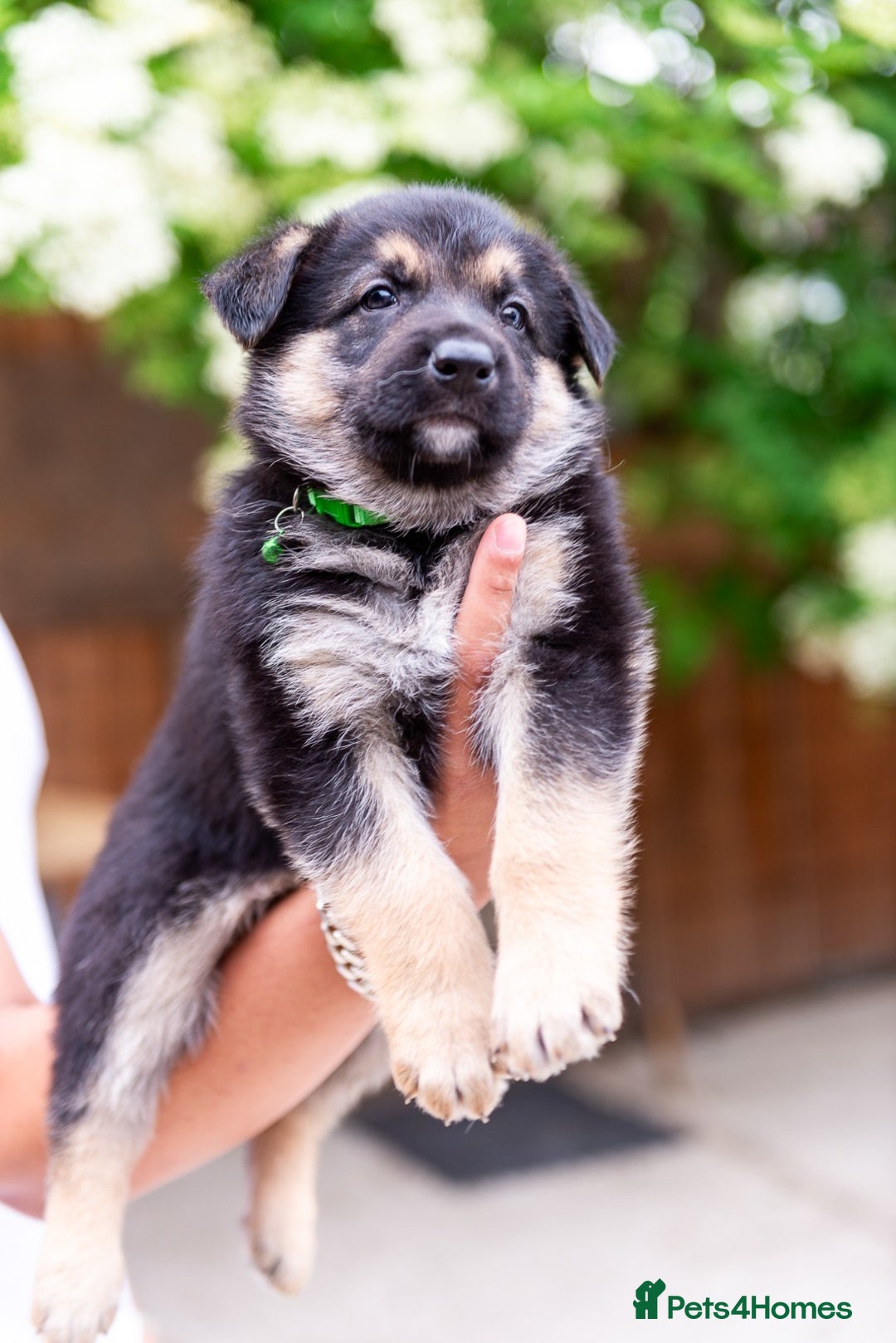 German Shepherd dogs for stud: PROVEN BIG BONED GERMAN SHEPHERD FOR STUD  in Romford - Image 26