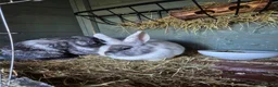 Mixed Breed rabbits for sale: Bonded pair lionhead x dwarf lop females  - Advert 10