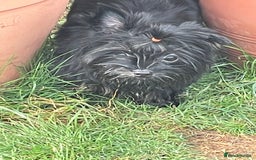 Yorkshire Terrier dogs for sale: 🥰🥰Yorkshire Terrier black tan🐶🐶 - Image 11