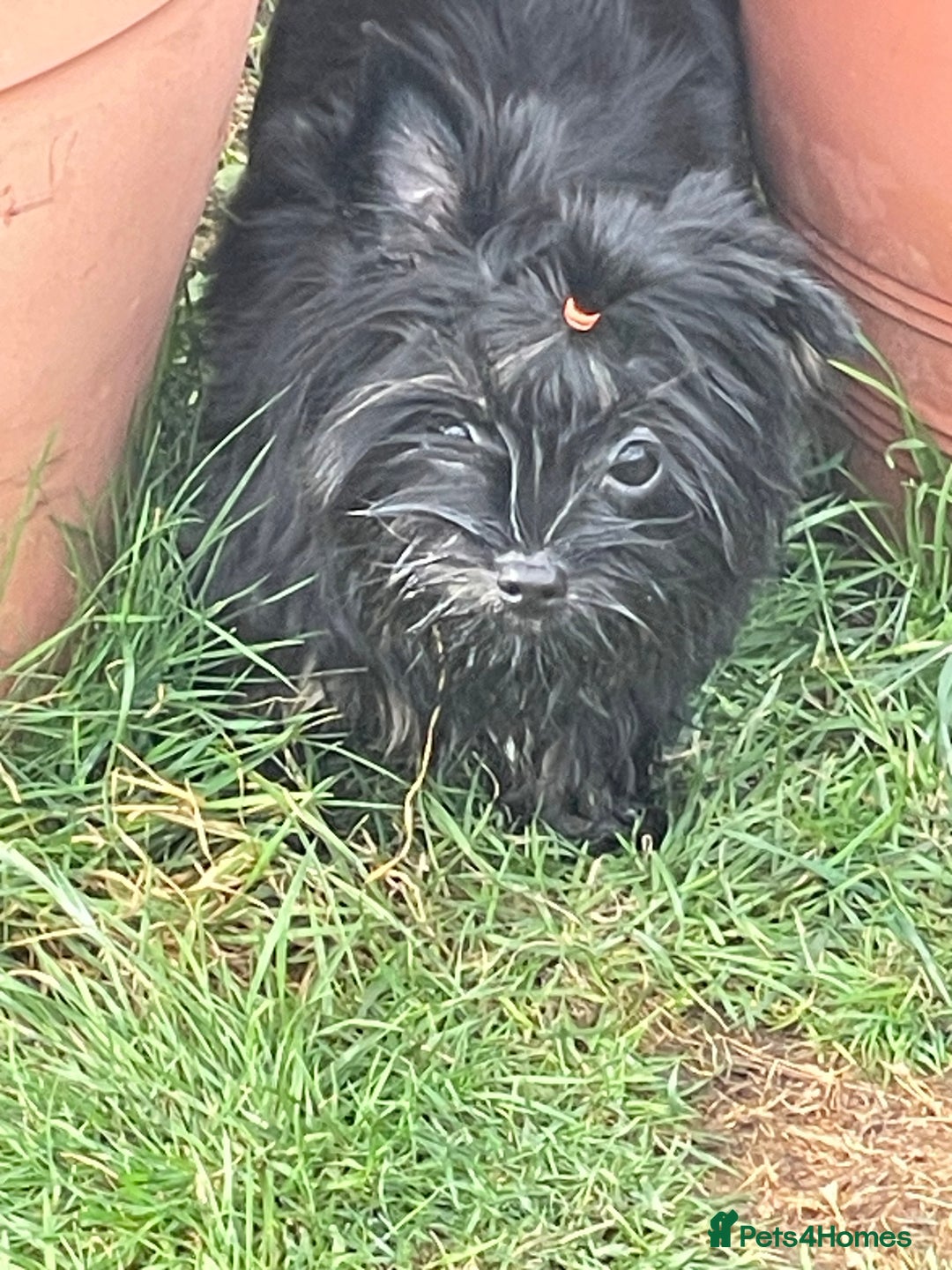 Yorkshire Terrier dogs for sale: 🥰🥰Yorkshire Terrier black tan🐶🐶 - Image 11