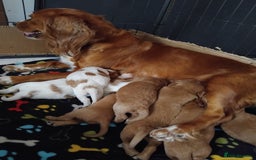 Cockalier dogs for sale: Cockerliers  f1 health tested parents - Image 20