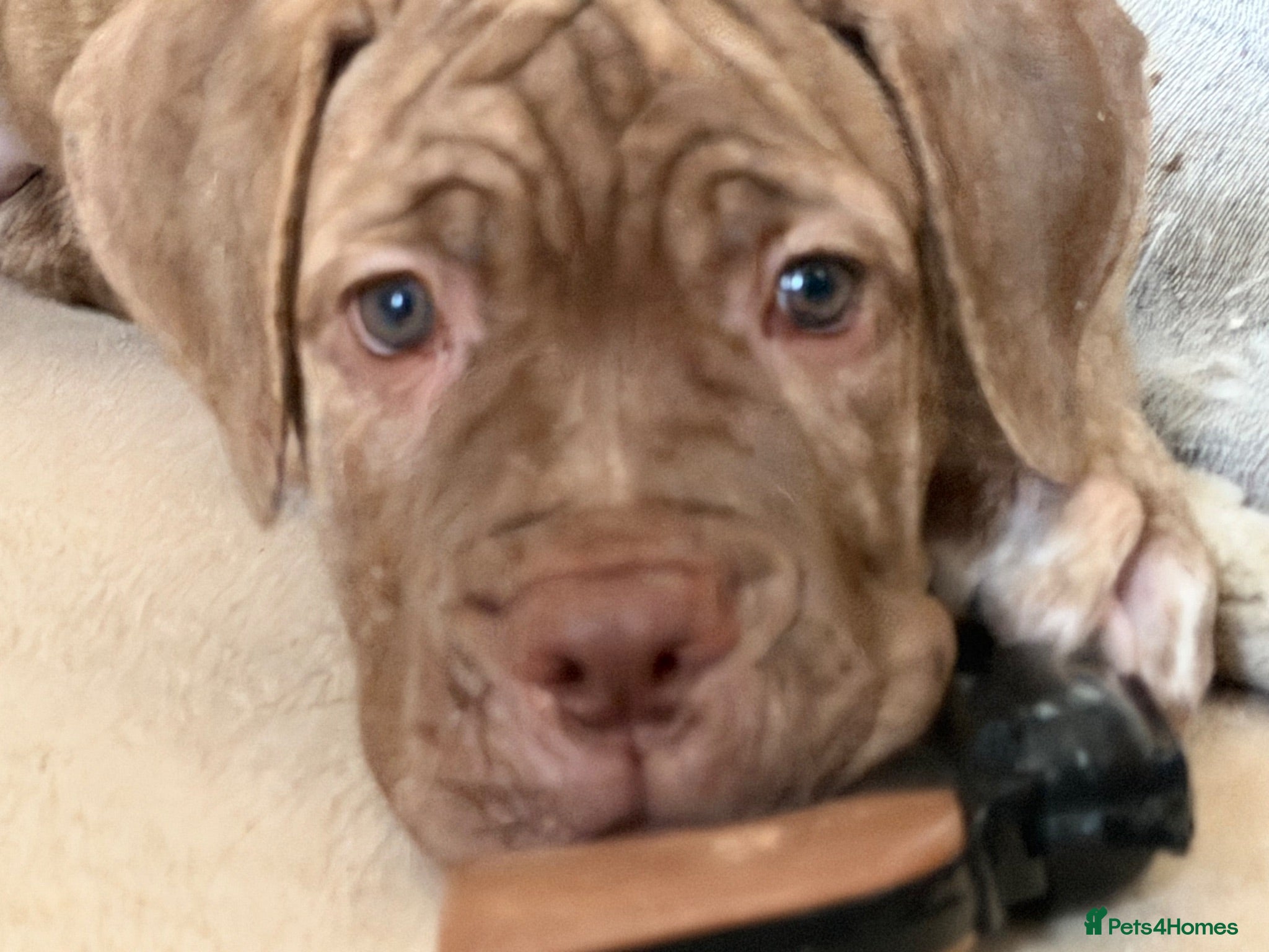 Mixed Breed dogs Last girl & boy puppies available  - Advert 5