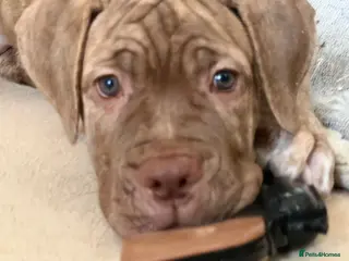 Mixed Breed dogs Last girl & boy puppies available - Advert 1