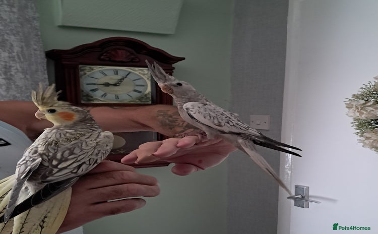 Cockatiels birds - Advert 14