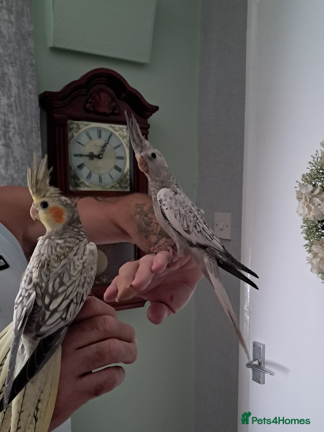 Cockatiels birds for sale: Hand reared baby cocktails very tame  - Image 1