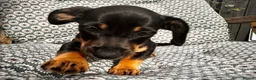 Jackshund dogs for sale: Daxijax/Jackshund/Dachshund/Jack - READY TO GO - Advert 25