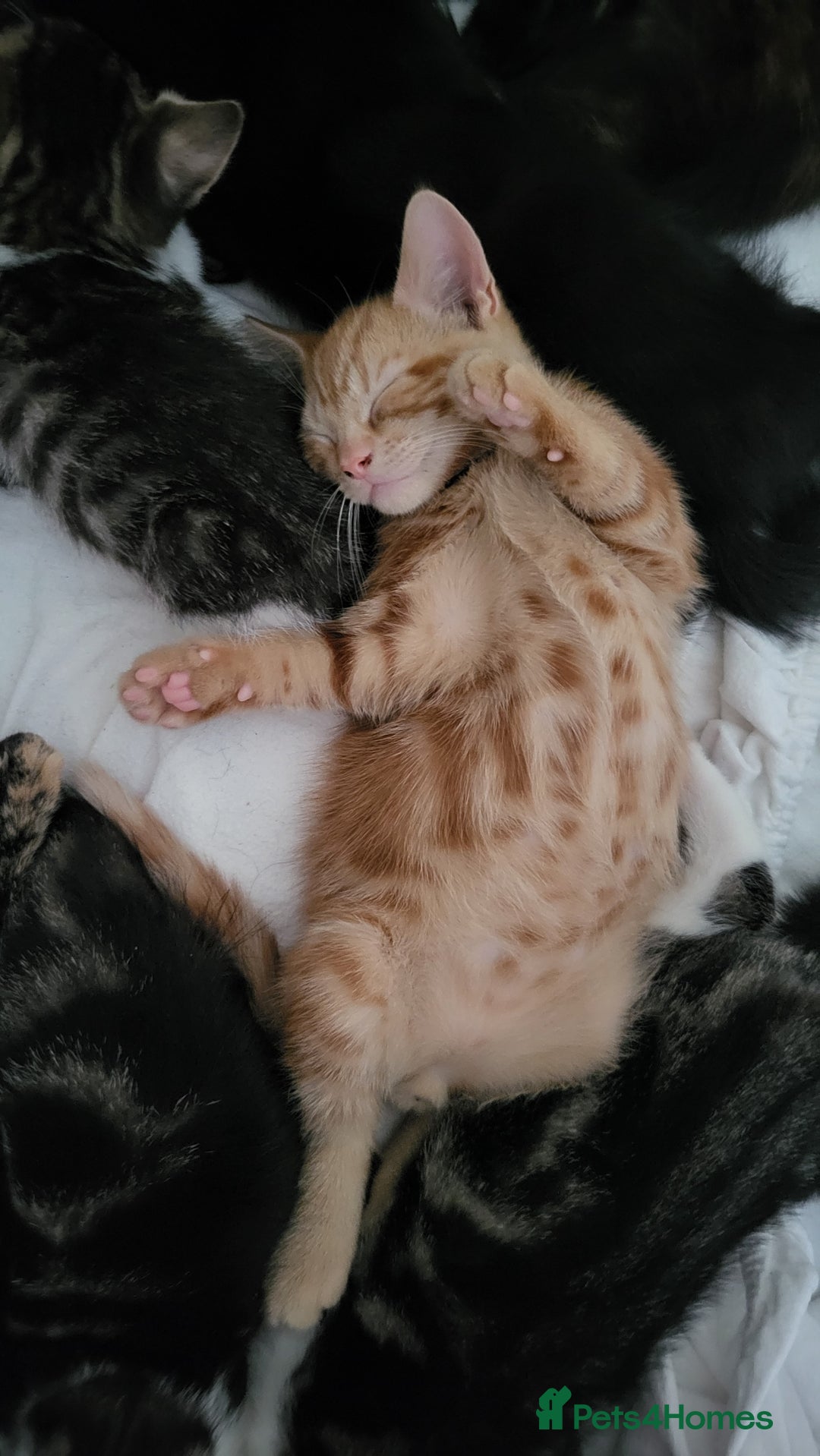Mixed Breed cats for sale: Kittens Ready Now - Image 3