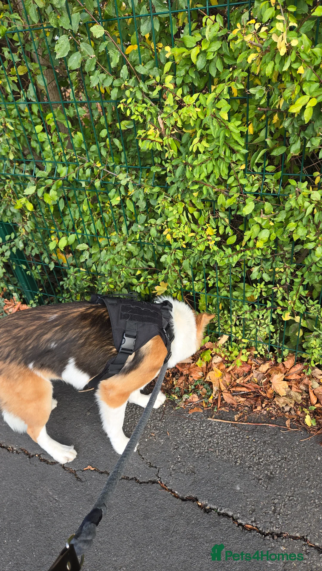 Mixed Breed dogs for sale: Beautiful male shepkita - Advert 7
