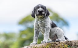 German Wirehaired Pointer dogs for sale: BEAUTIFUL, HEALTHY KC REG GWP PUPS - Image 25