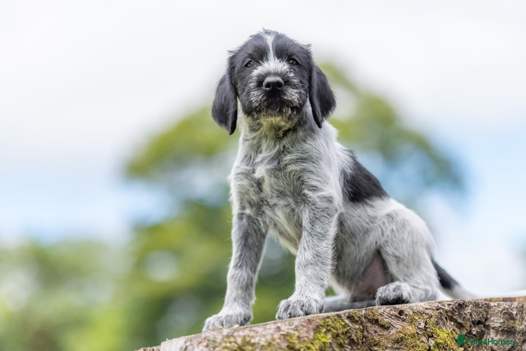 German Wirehaired Pointer dogs for sale: BEAUTIFUL, HEALTHY KC REG GWP PUPS - Image 25
