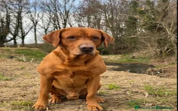 Labrador Retriever dogs for sale: Exceptional KC Reg Labradors – Black & Fox Red - Image 9