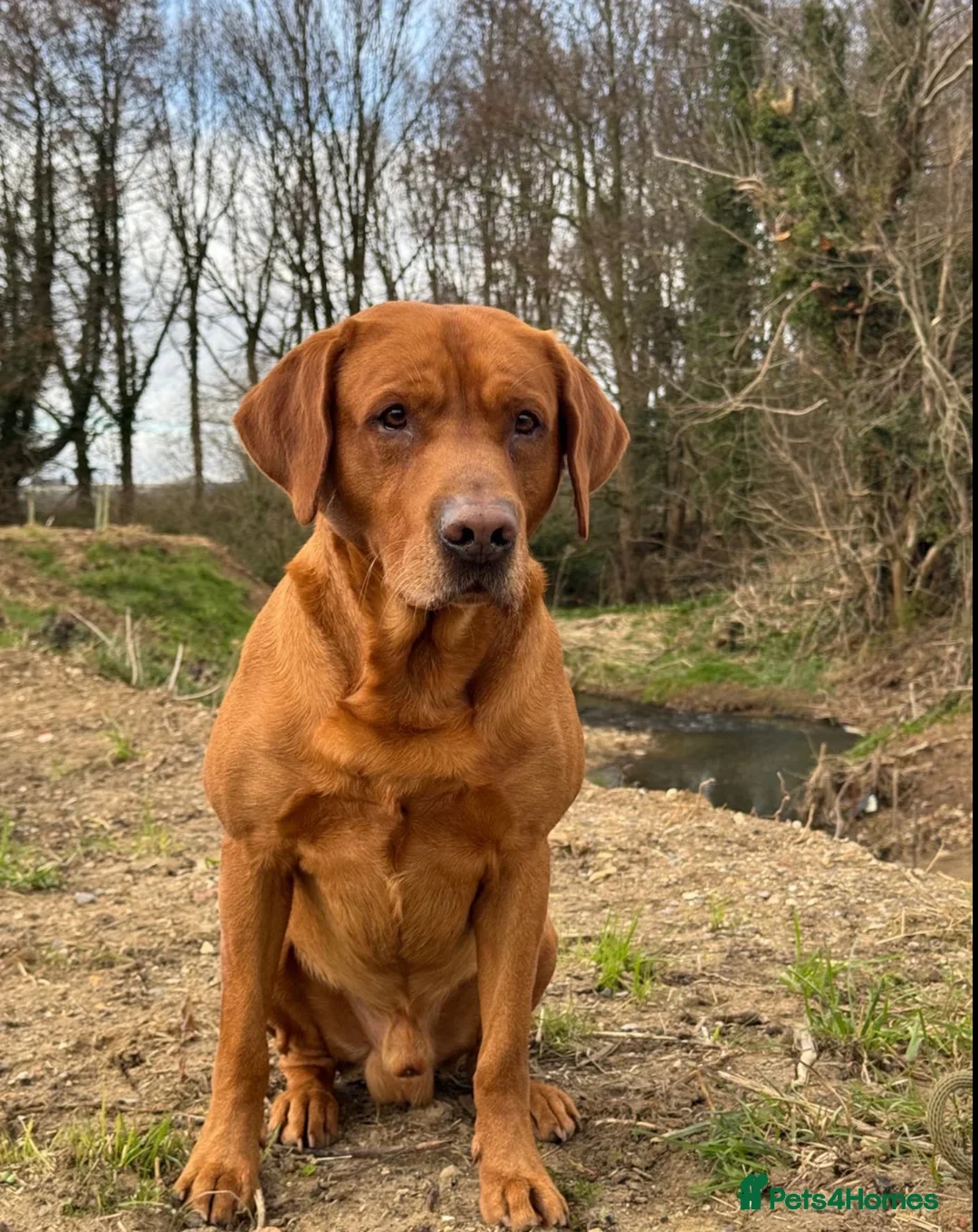 Labrador Retriever dogs for sale: Exceptional KC Reg Labradors – Black & Fox Red - Image 9