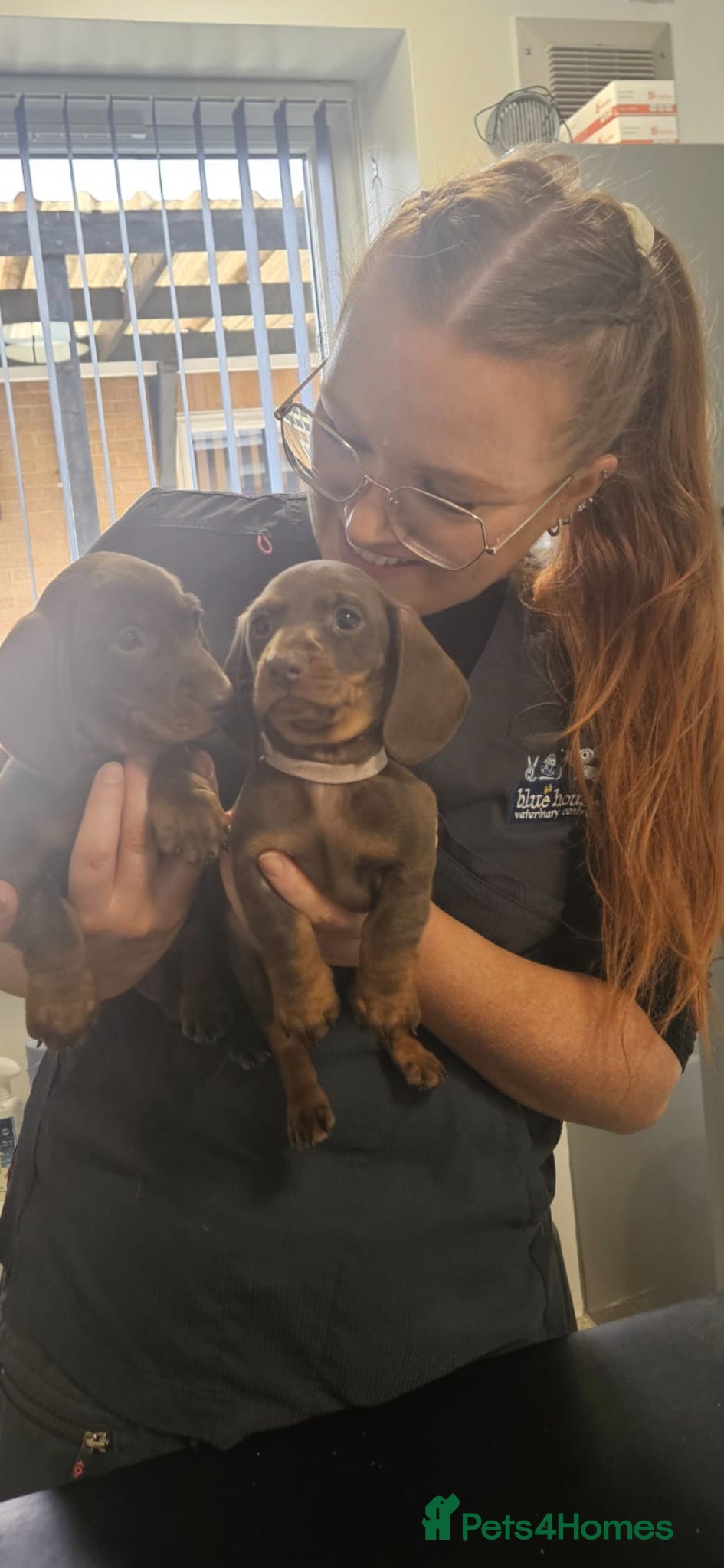 Miniature Dachshund dogs Miniture dachshund  - Advert 8