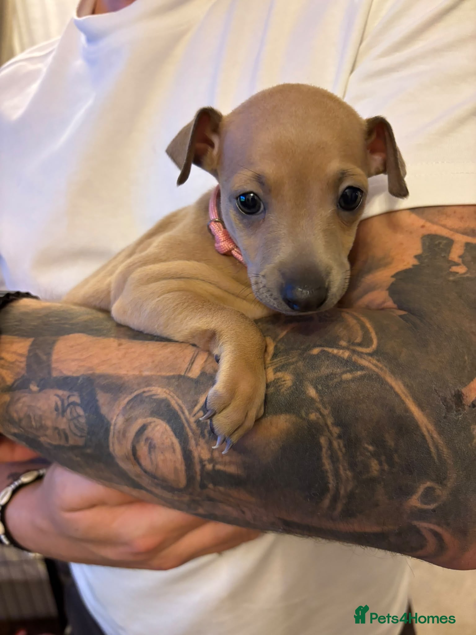 Italian Greyhound dogs 🐾 KC Registered Italian Greyhound Puppies 🐾 - Advert 2