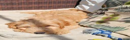 Cockapoo dogs for sale: Gorgeous Cockapoo pups - Ready now!!! - Advert 3