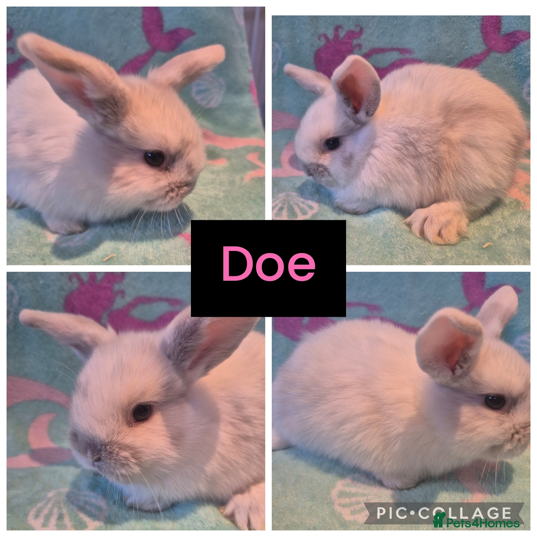 Mini Lop rabbits Reduced LAST 2 REMAINING does ready 24th feb - Advert 16