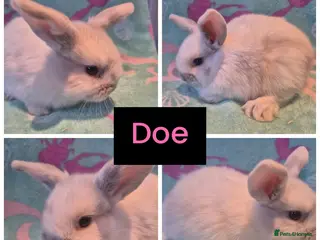 Mini Lop rabbits Reduced LAST 2 REMAINING does ready 24th feb - Advert 16
