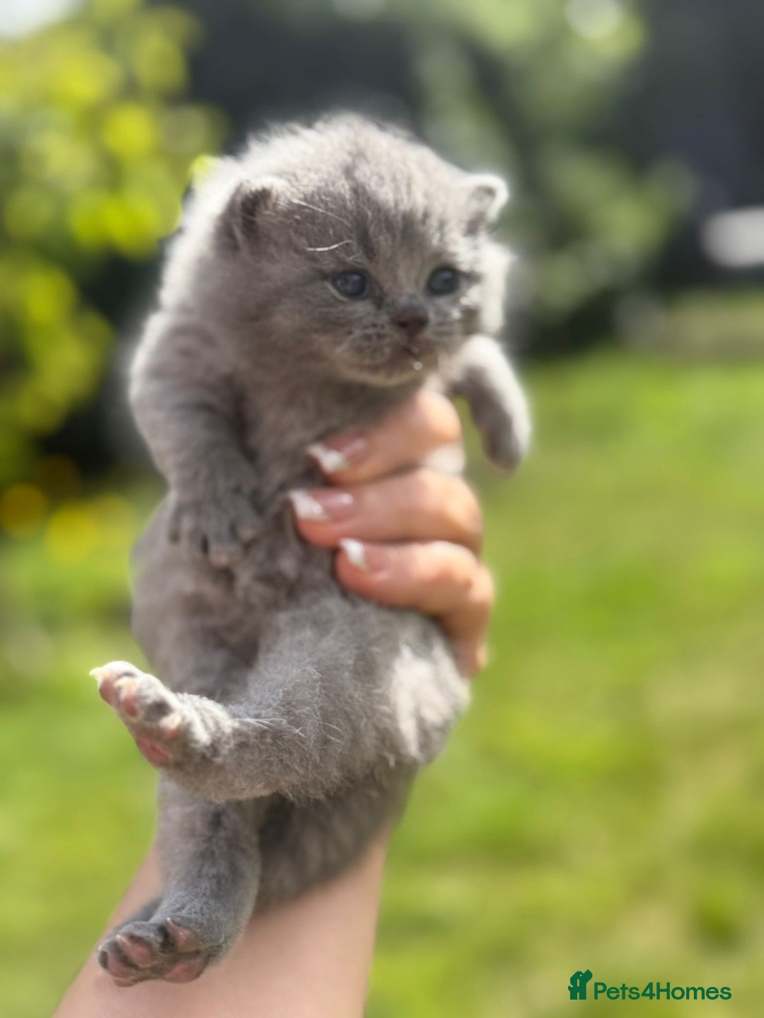 British Shorthair cats for sale: Five cute and naughty kittens for sale - Image 1