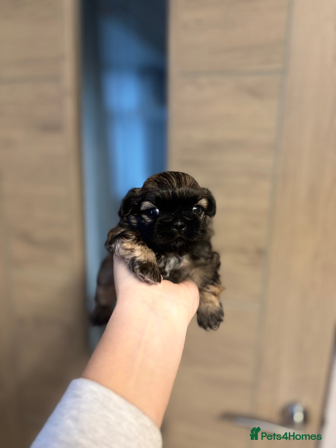 Shih Tzu dogs for sale: 💖 Imperial Shih Tzu Puppies 2 boys and 2 girls - Advert 10