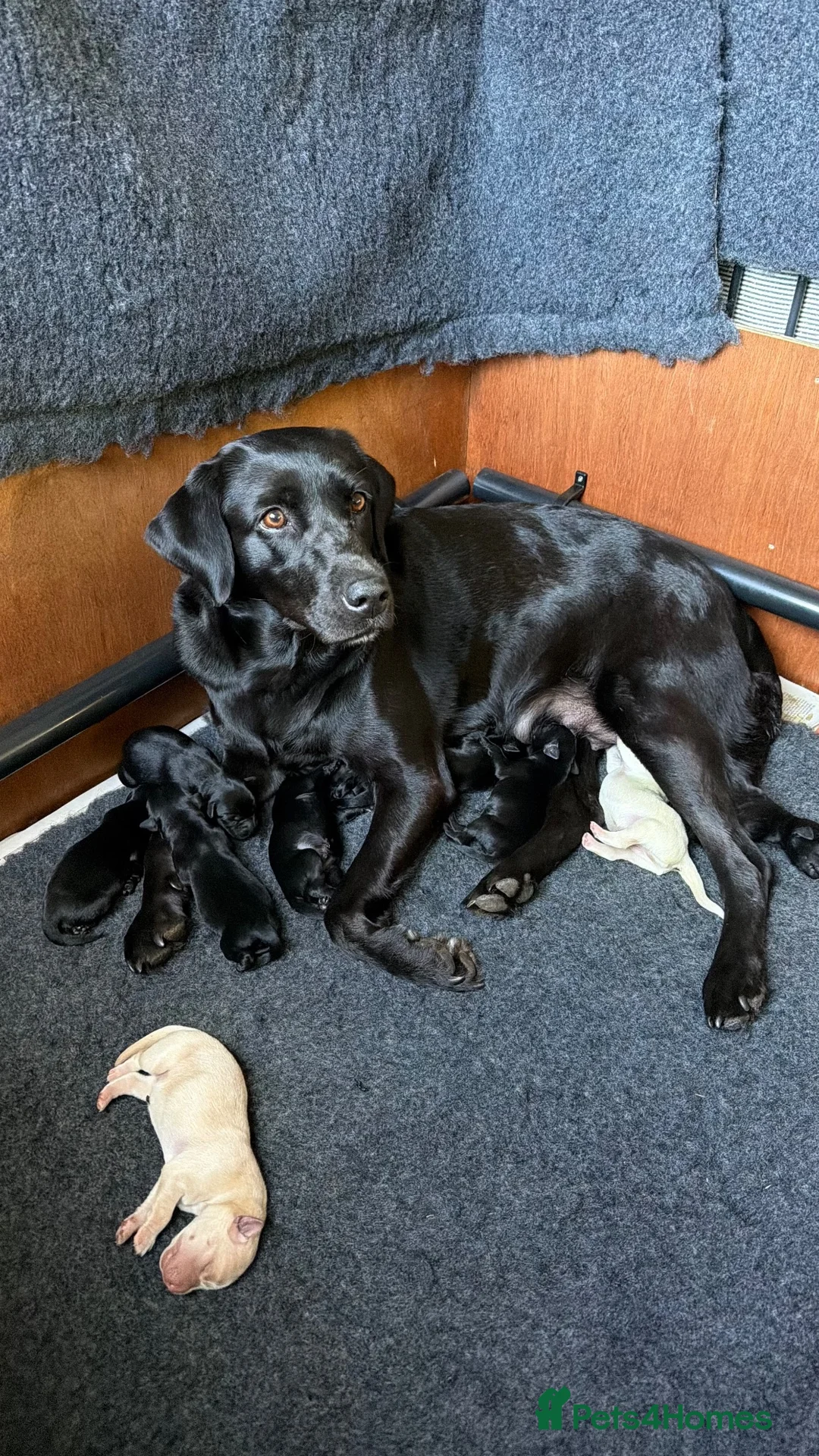 Labrador Retriever dogs for sale: Gorgeous KC Registered Labrador Puppies  - Advert 2