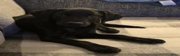 Labrador Retriever dogs for sale: Beautiful Black Labrador - Advert 11