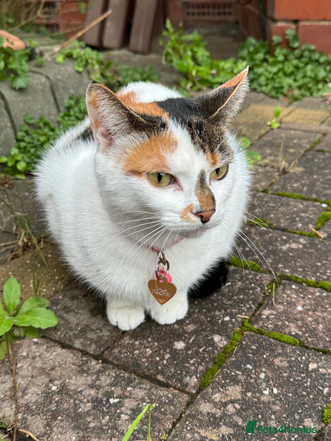 Domestic Shorthair cats for sale: Free Indoor/ Outdoor Cat Hazel  :) - Image 1