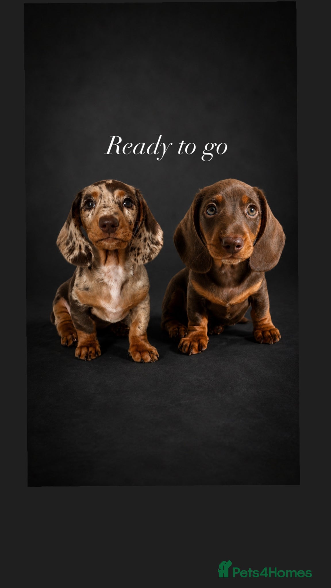 Miniature Dachshund dogs READY NOW MINI DACHSHUND SERIOUS BUYERS ONLY  - Advert 5
