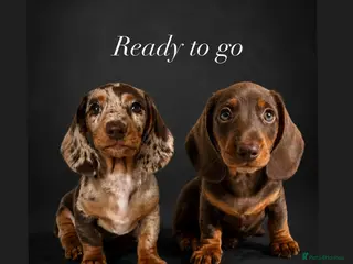 Miniature Dachshund dogs READY NOW MINI DACHSHUND SERIOUS BUYERS ONLY - Advert 5