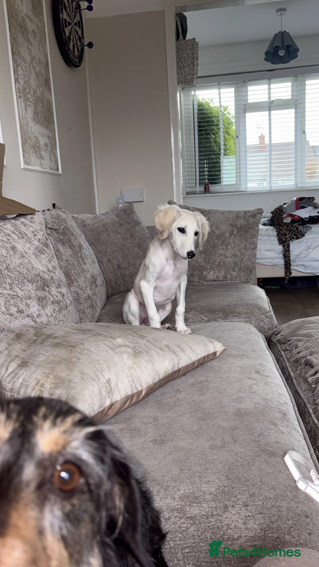 Saluki dogs for sale: Saluki 4 months old  in Brentwood - Advert 4