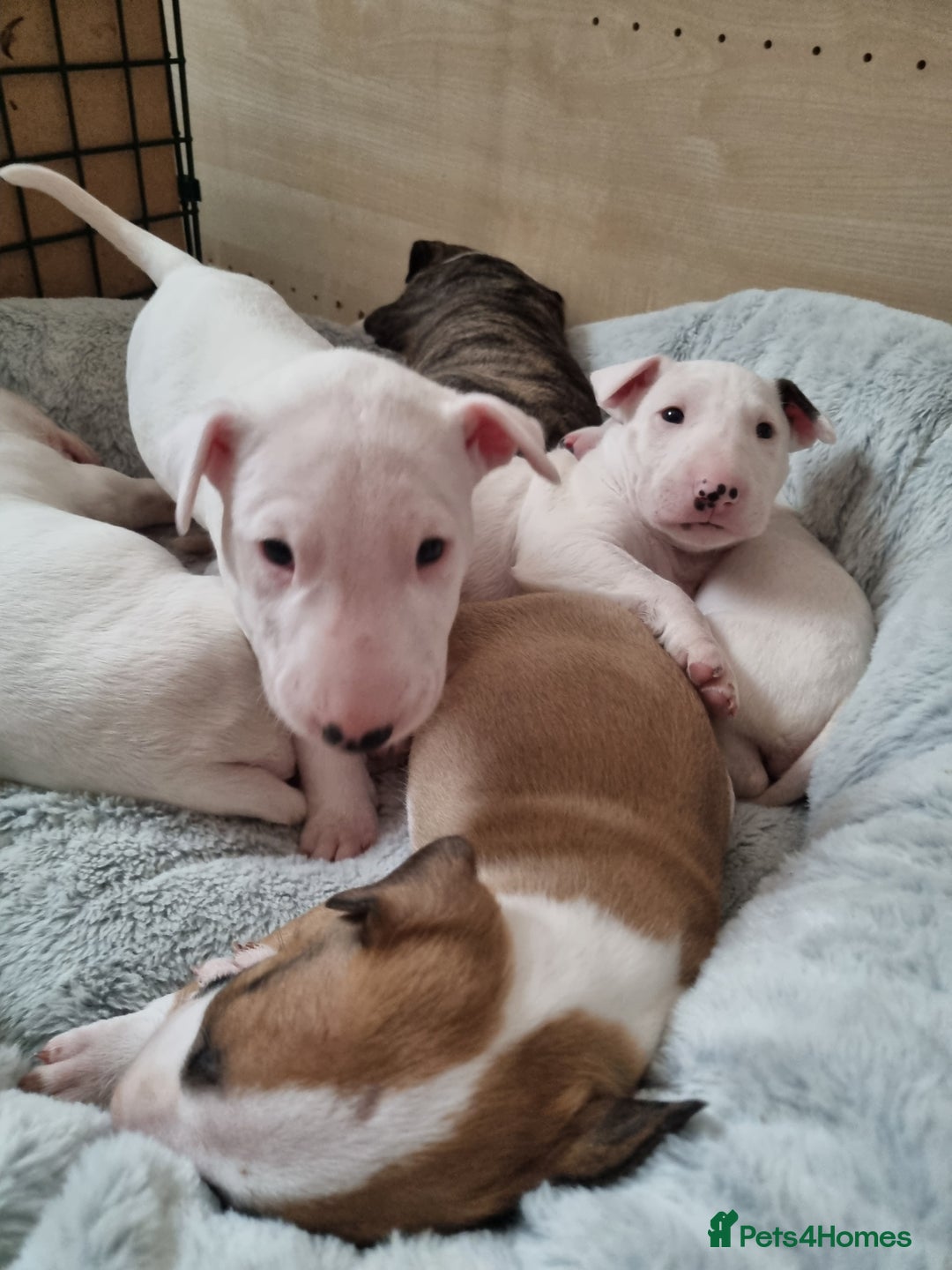 English Bull Terrier dogs for sale: Beautiful k.c reg bully pups  - Image 2