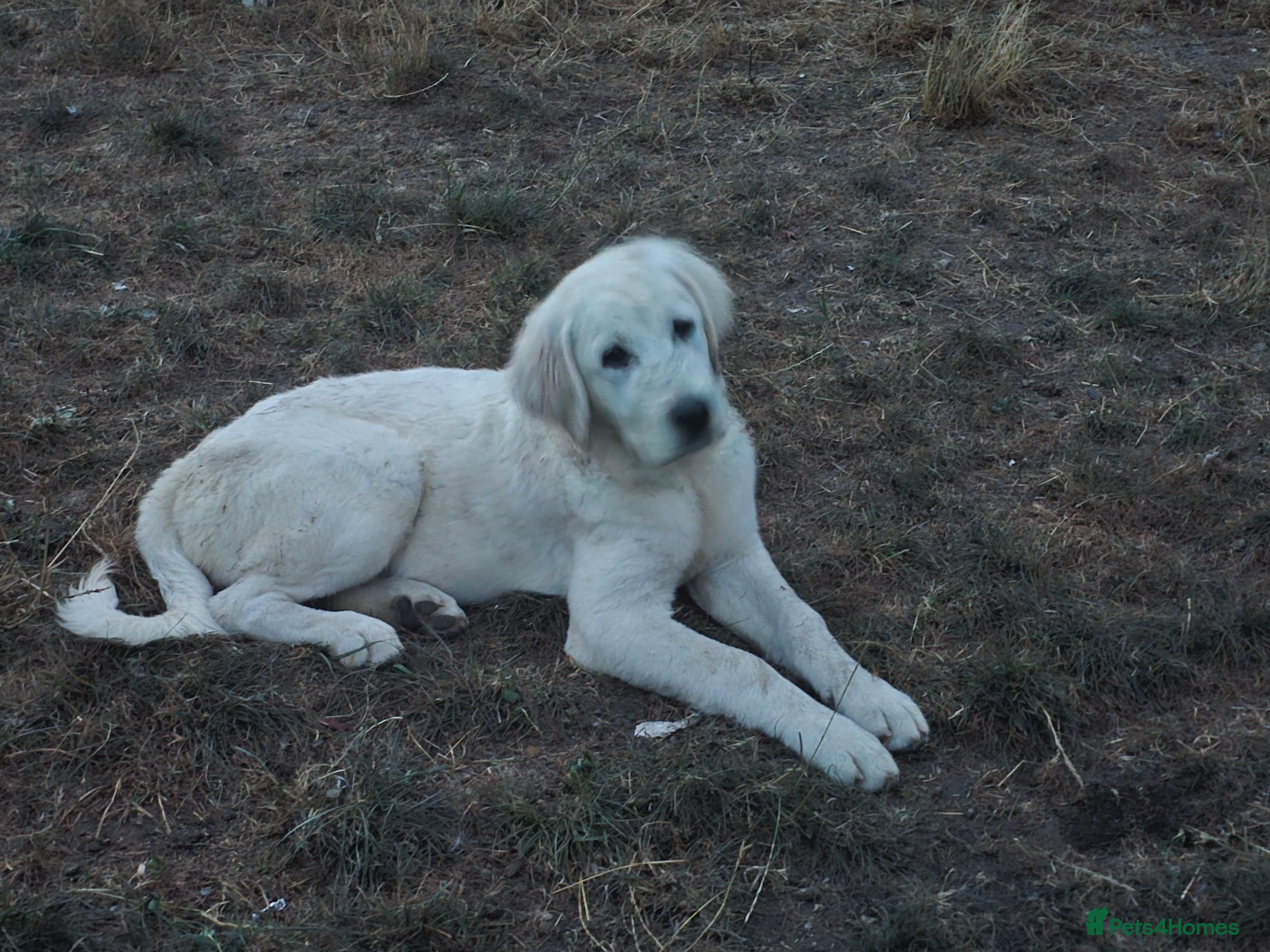 Pyrenean Sheepdog dogs RARE POLISH TATRA SHEPHERD (Owczarek Podhalanski) - Advert 2