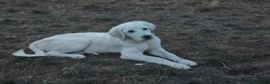 Brogo Tatra Shepherds of Yorkshire