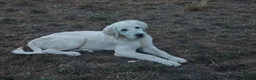 Pyrenean Mountain Dog dogs for sale: RARE POLISH TATRA SHEPHERD (Owczarek Podhalanski) - Advert 2