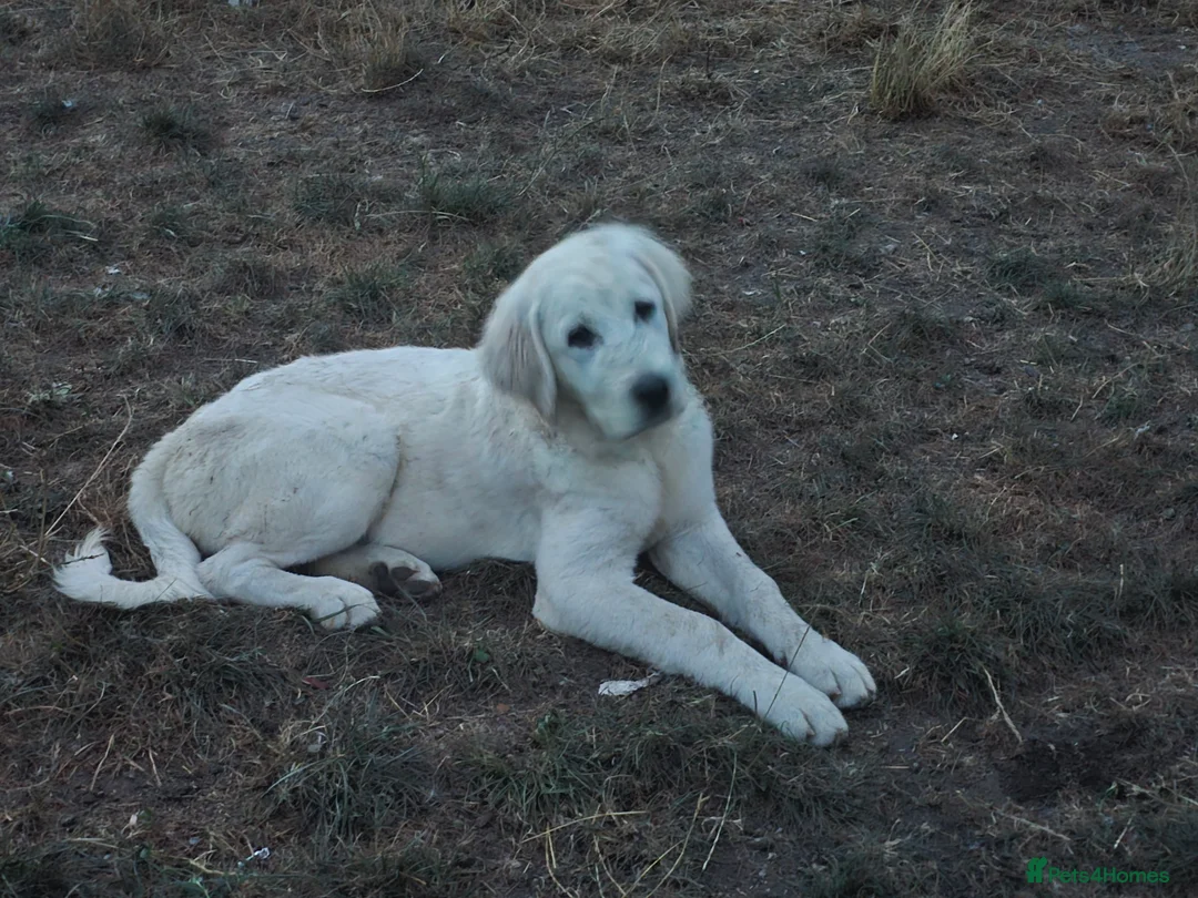 Pyrenean Mountain Dog dogs for sale: RARE POLISH TATRA SHEPHERD (Owczarek Podhalanski) - Advert 2