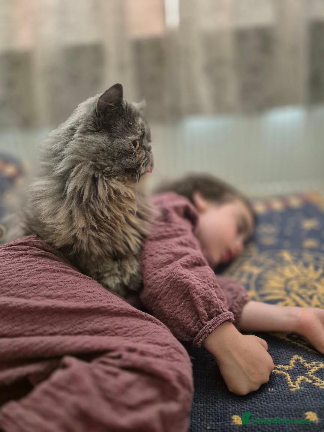Persian cats for sale: Blue/cream persian kitten / cat 1 year - Image 5