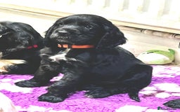Cocker Spaniel dogs for sale: 4 stunning girl show cocker spaniels - Image 8